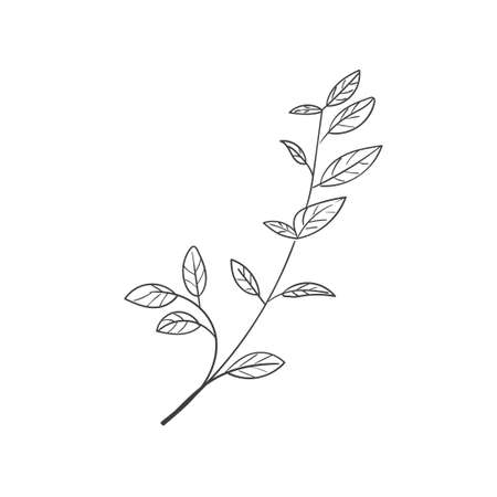 Hand Drawn Botanical Leaf Doodle Wildflowerのイラスト素材
