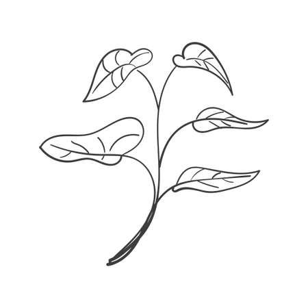 Hand Drawn Botanical Leaf Doodle Wildflowerのイラスト素材