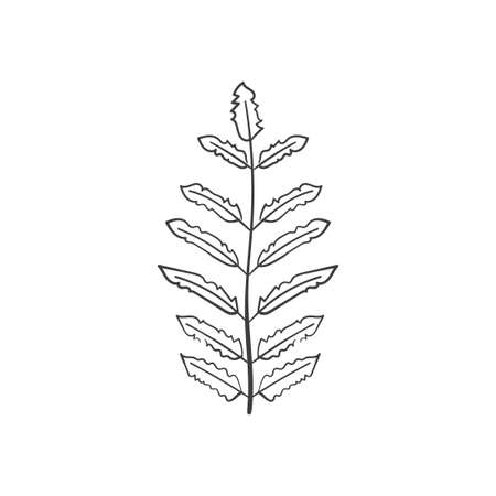 Hand Drawn Botanical Leaf Doodle Wildflowerのイラスト素材