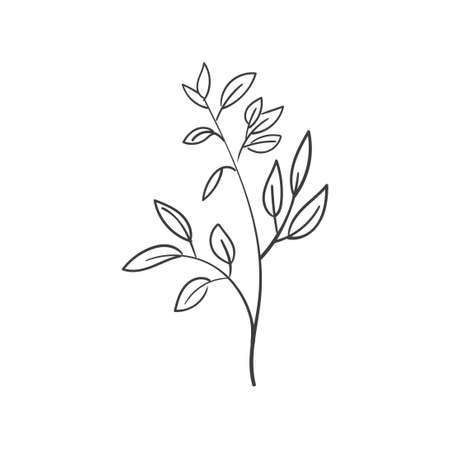 Hand Drawn Botanical Leaf Doodle Wildflowerのイラスト素材