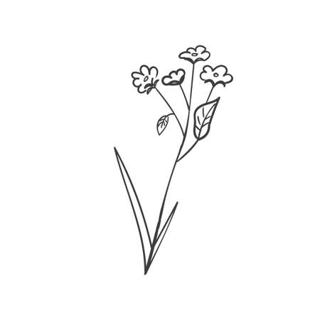 Hand Drawn Botanical Leaf Doodle Wildflowerのイラスト素材