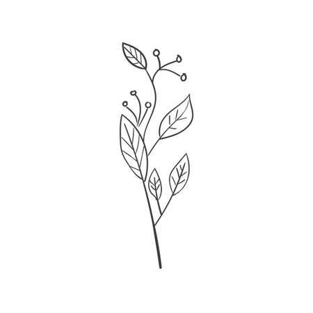 Hand Drawn Botanical Leaf Doodle Wildflowerのイラスト素材