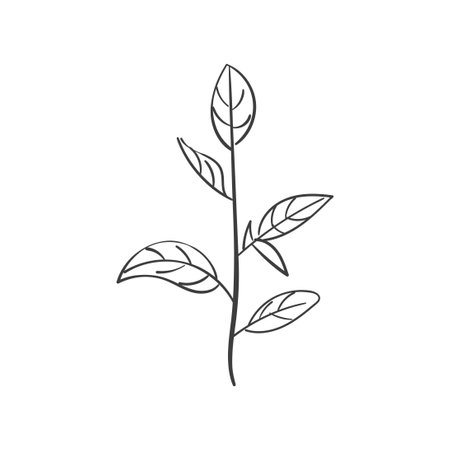 Hand Drawn Botanical Leaf Doodle Wildflowerのイラスト素材
