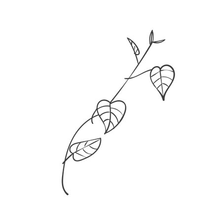 Hand Drawn Botanical Leaf Doodle Wildflowerのイラスト素材