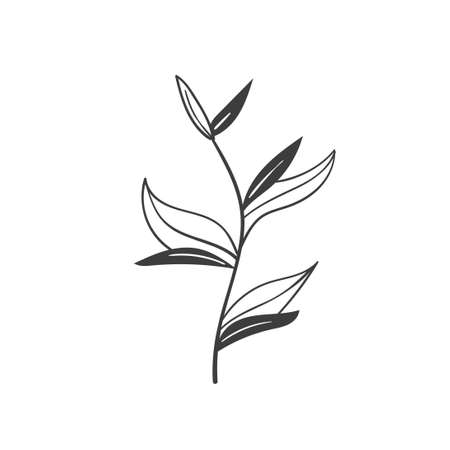Hand Drawn Botanical Leaf Doodle Wildflowerのイラスト素材