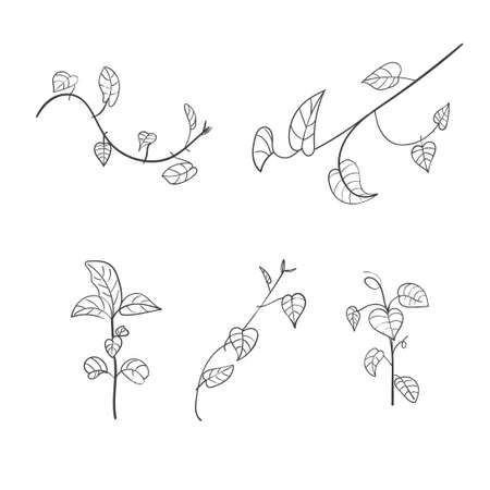 Set of vintage floral elements doodle vector. Elements flowers, branches, swashes and flourishesのイラスト素材