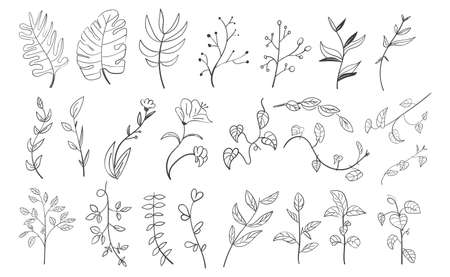 Set of Hand Drawn Botanical Leaf Doodle Wildflowerのイラスト素材