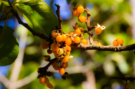 Tribal fruit