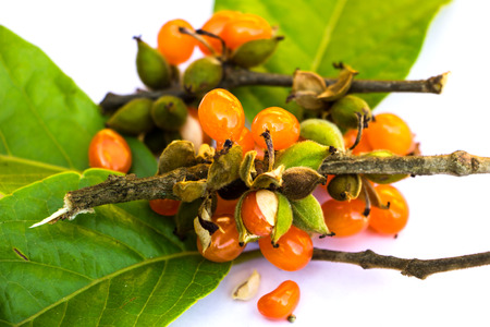 Tribal fruit
