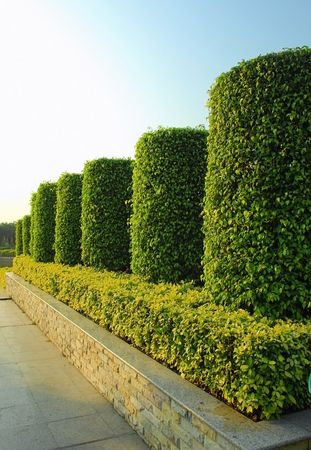 Green plant garden in parallel line order 