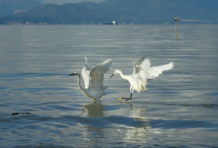 Great Egret in the wild 