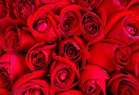 red rose background ,natural texture 