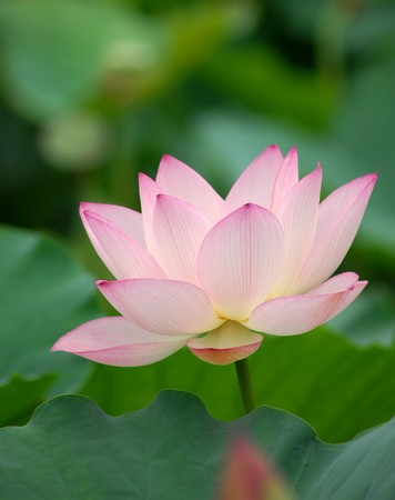 Close up shot of pink lotus の写真素材