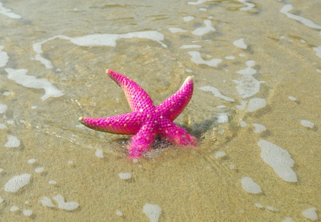 starfish on reef seacoast の写真素材