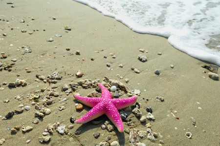 starfish on reef seacoast の写真素材