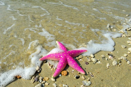 starfish on reef seacoastの写真素材