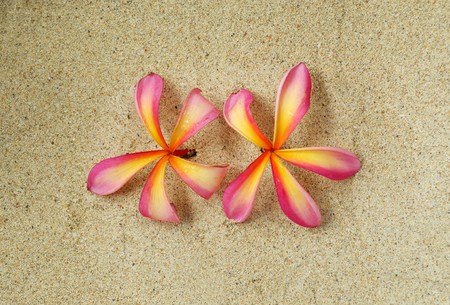 Pink Plumeria Flowers on the treeの写真素材