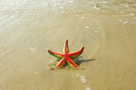 starfish on reef seacoastの写真素材