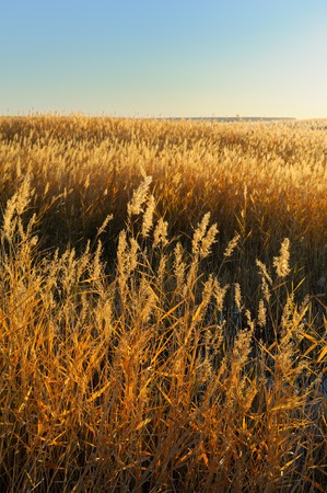reed stalks in the swamp against sunlight. の写真素材