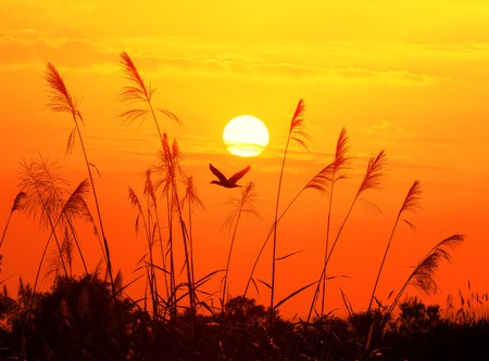 bulrushes against sunlight over sky background in sunset with a flighting bird の写真素材
