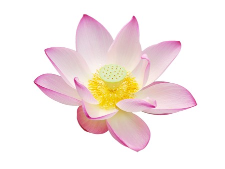 beautiful lotus isolateの写真素材