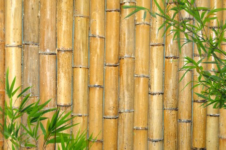 Light Golden bamboo Background great for any project.の写真素材