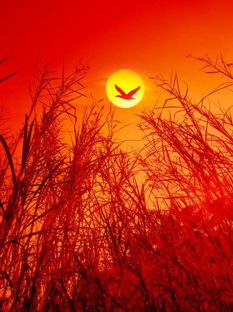 bulrushes against sunlight over sky background in sunset with a flighting birdの写真素材