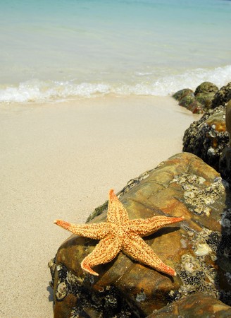 seastar sitting on beach の写真素材