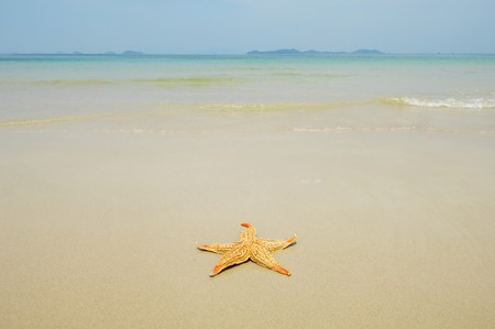 starfishの写真素材