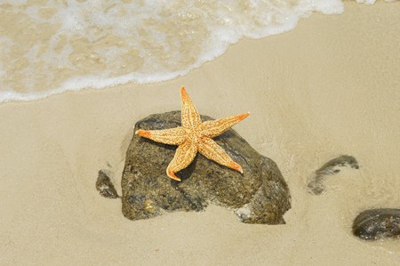 seastar sitting on beach の写真素材