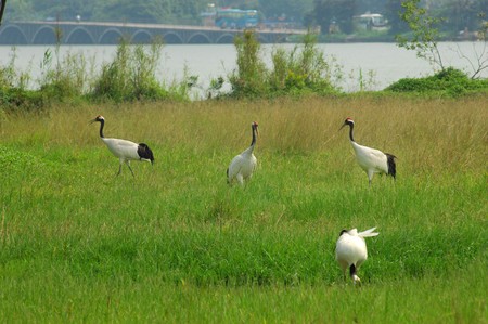 crane with gree grass colors in the background の写真素材