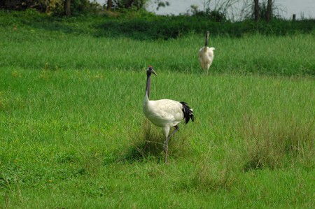 crane with gree grass colors in the background の写真素材