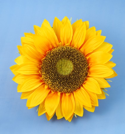 Yellow sunflower isolated on blue backgroundの写真素材