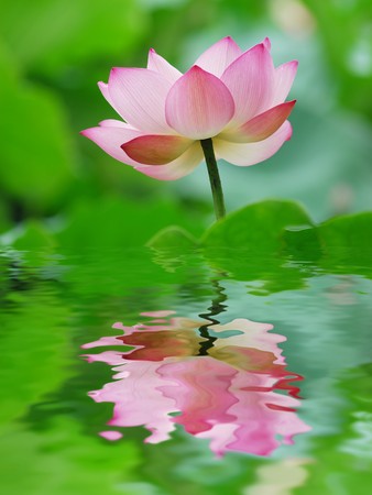 lotus flower の写真素材