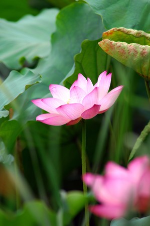 lotus の写真素材