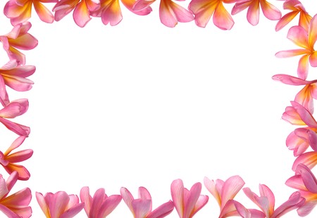 frangipani tropical flower frame on white background の写真素材
