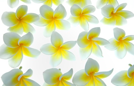frangipani or plumeria tropical flower の写真素材