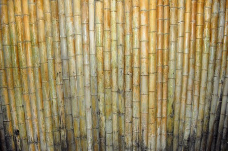 Light Golden bamboo Background の写真素材