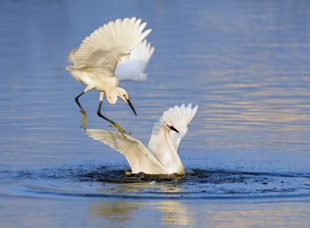egrets play in waterland