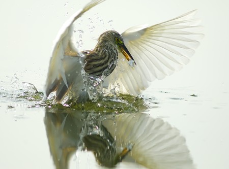 egrets play in waterland