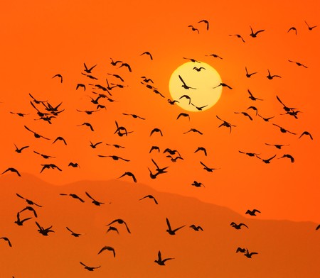 Birds flying above the sunsetの写真素材