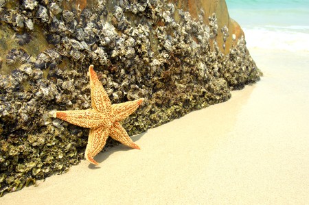 starfish sitting on beach more in my portfolio