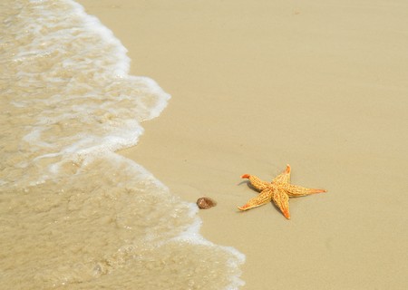 starfish sitting on beachの写真素材