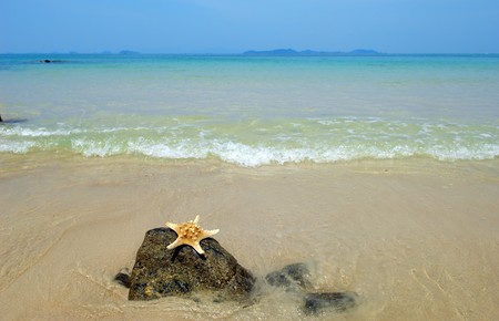 seastar sitting on beachの写真素材