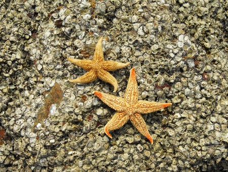 starfish sitting on beach