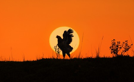 rooster against sunlightの写真素材
