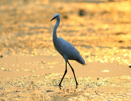 egrets play in waterland の写真素材