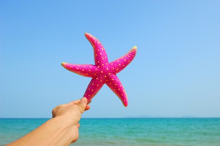  colorful seastars sitting on beach の写真素材