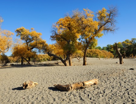 Autumn landscape at the morning park の写真素材