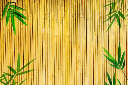 Light Golden bamboo Background great for any project. frame of bamboo-leaves background. の写真素材